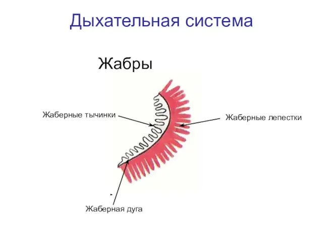 Дыхательная система Жабры Жаберная дуга Жаберные лепестки Жаберные тычинки