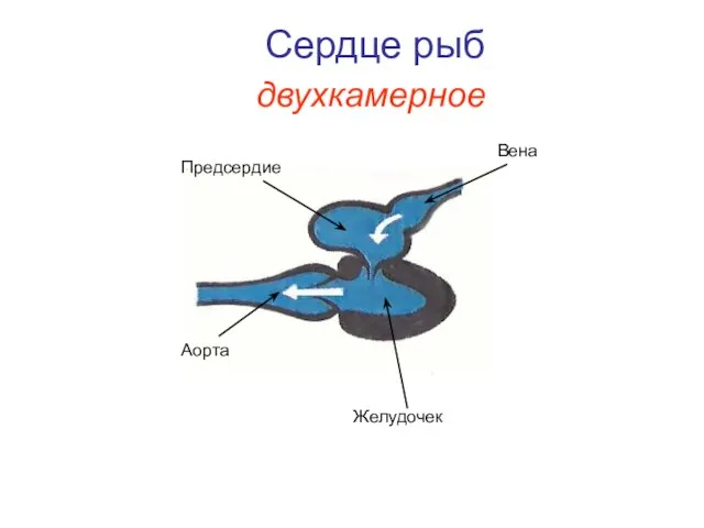 Сердце рыб Предсердие Желудочек Аорта Вена двухкамерное