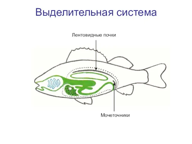 Выделительная система Лентовидные почки Мочеточники