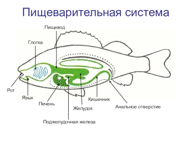 Пищеварительная система Рот Язык Глотка Пищевод Желудок Печень Кишечник Анальное отверстие Поджелудочная железа