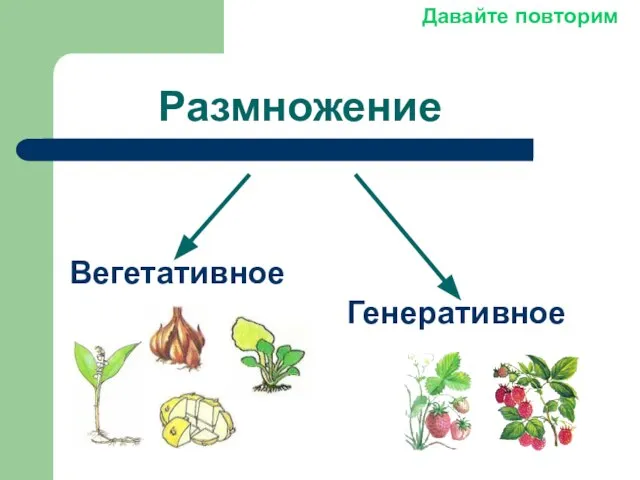 Размножение Вегетативное Генеративное Давайте повторим