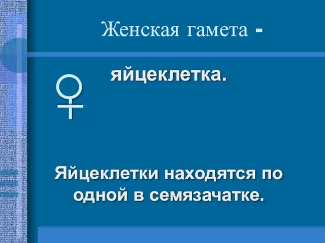 Женская гамета - яйцеклетка. Яйцеклетки находятся по одной в семязачатке.