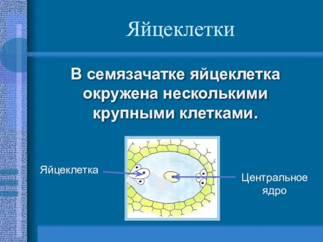 Яйцеклетки В семязачатке яйцеклетка окружена несколькими крупными клетками. Яйцеклетка Центральное ядро