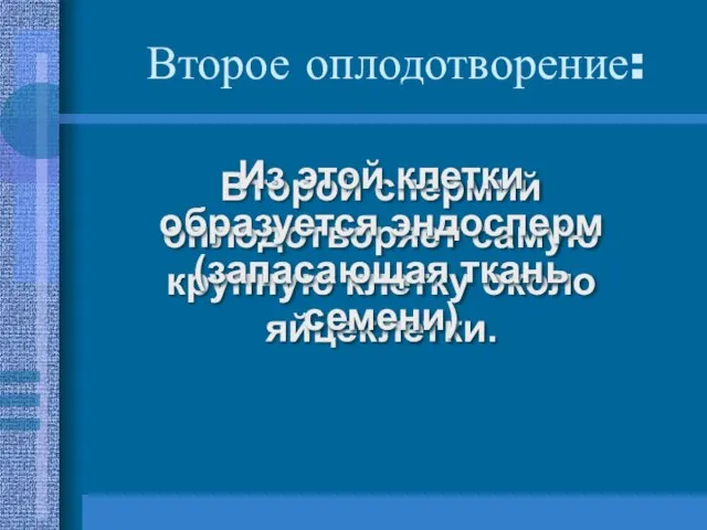 Второе оплодотворение: Второй спермий оплодотворяет самую крупную клетку около яйцеклетки. Из этой