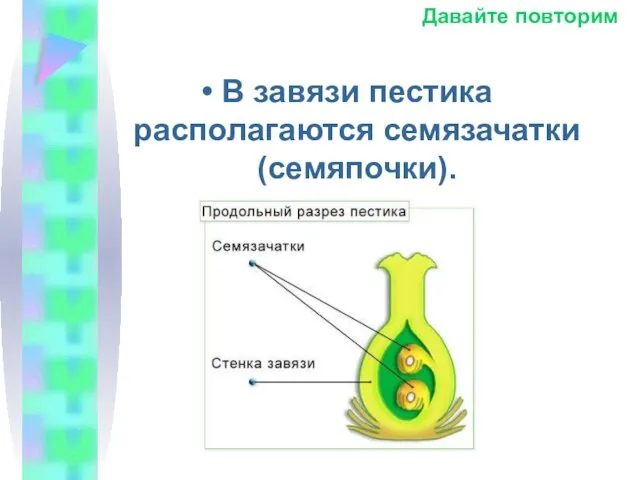 В завязи пестика располагаются семязачатки (семяпочки). Давайте повторим