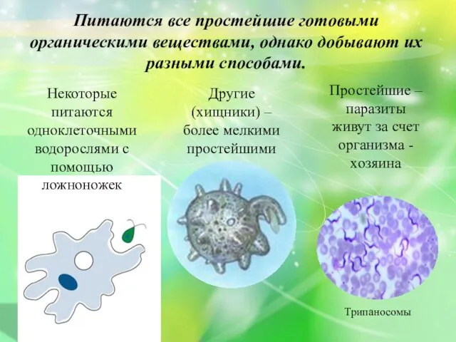 Питаются все простейшие готовыми органическими веществами, однако добывают их разными способами. Некоторые