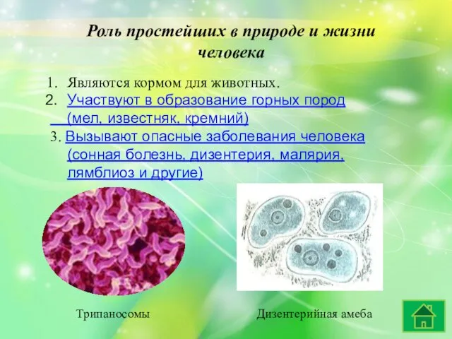 Роль простейших в природе и жизни человека Являются кормом для животных. Участвуют