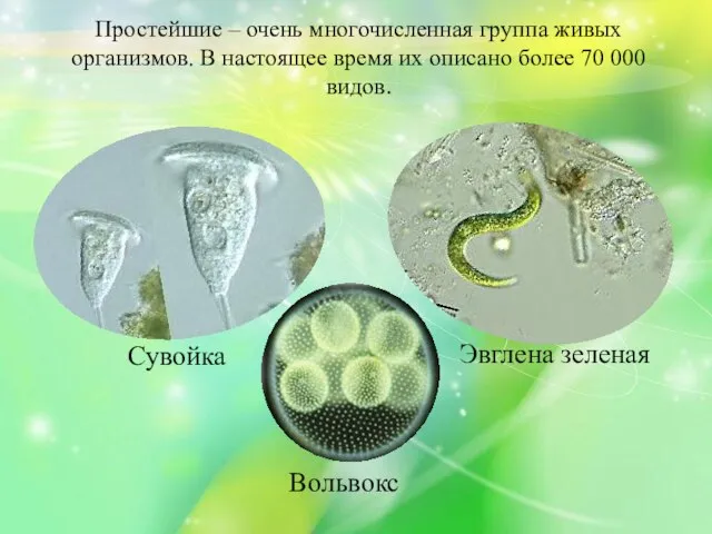 Простейшие – очень многочисленная группа живых организмов. В настоящее время их описано