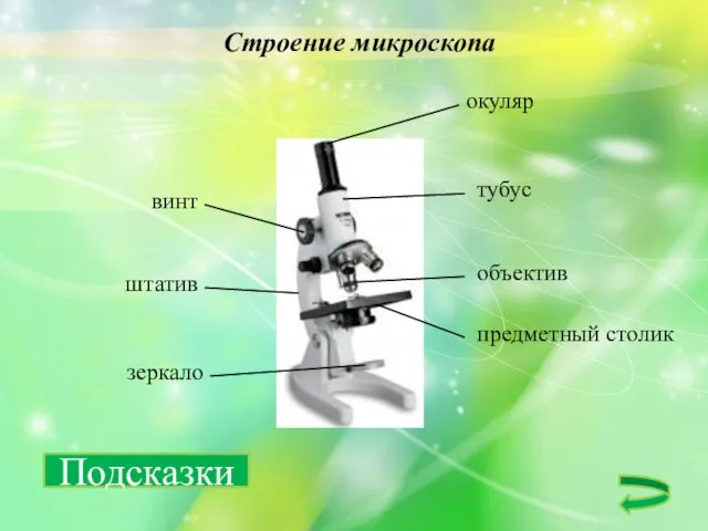 Строение микроскопа окуляр объектив тубус винт штатив зеркало предметный столик Подсказки