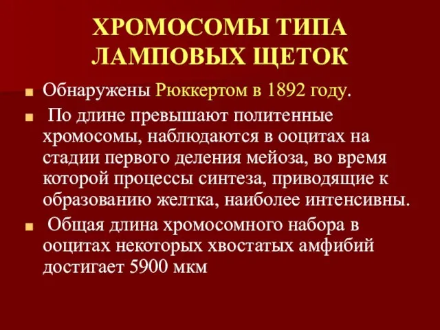 ХРОМОСОМЫ ТИПА ЛАМПОВЫХ ЩЕТОК Обнаружены Рюккертом в 1892 году. По длине превышают