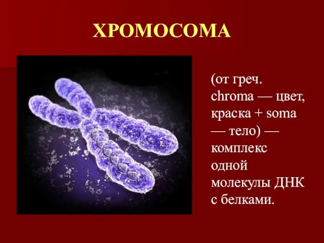 ХРОМОСОМА (от греч. chroma — цвет, краска + soma — тело) —