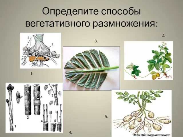 Определите способы вегетативного размножения: 1. 3. 4. 2. 5.