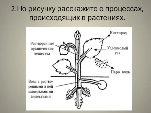 2.По рисунку расскажите о процессах, происходящих в растениях.