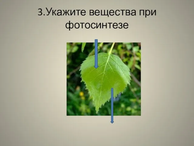 3.Укажите вещества при фотосинтезе