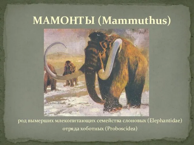 род вымерших млекопитающих семейства слоновых (Elephantidae) отряда хоботных (Proboscidea) МАМОНТЫ (Mammuthus)
