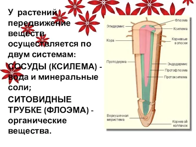 У растений передвижение веществ осуществляется по двум системам: СОСУДЫ (КСИЛЕМА) - вода