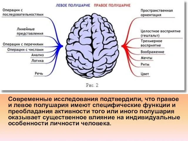 Современные исследования подтвердили, что правое и левое полушария имеют специфические функции и