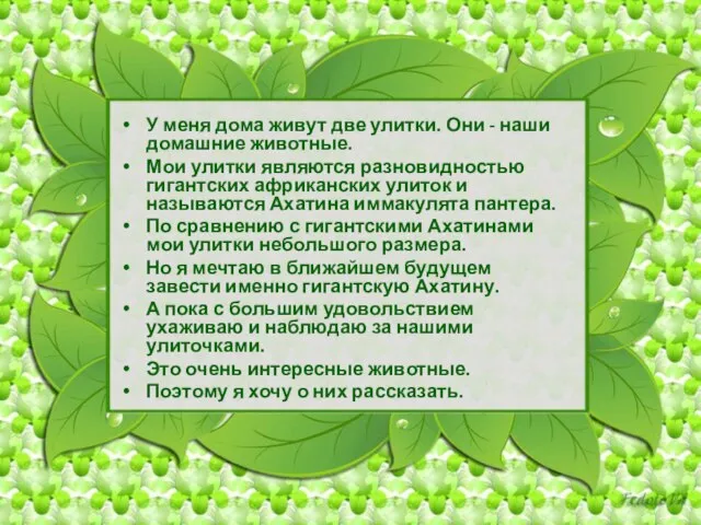 У меня дома живут две улитки. Они - наши домашние животные. Мои