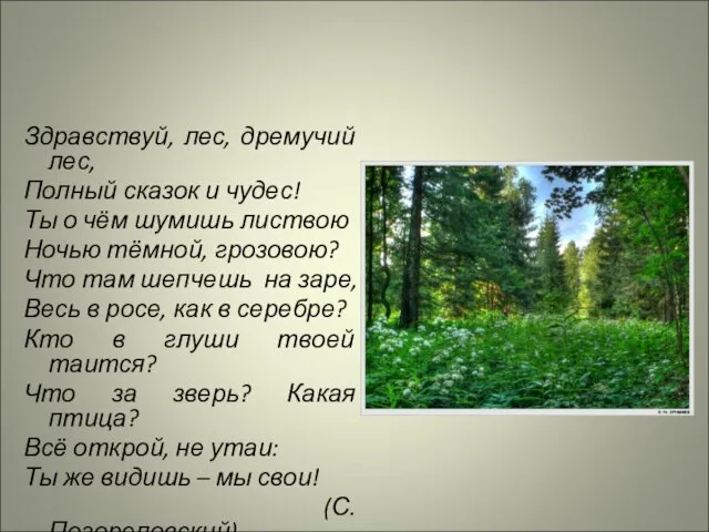 Здравствуй, лес, дремучий лес, Полный сказок и чудес! Ты о чём шумишь