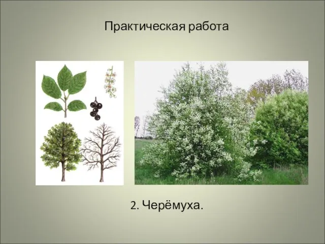 Практическая работа 2. Черёмуха.