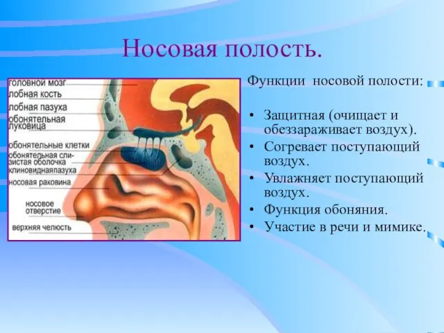 Носовая полость. Функции носовой полости: Защитная (очищает и обеззараживает воздух). Согревает поступающий