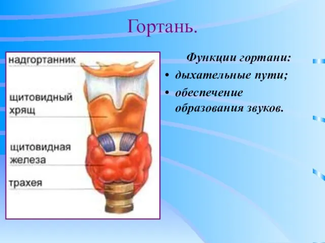 Гортань. Функции гортани: дыхательные пути; обеспечение образования звуков.