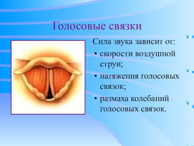 Голосовые связки Сила звука зависит от: скорости воздушной струи; натяжения голосовых связок; размаха колебаний голосовых связок.