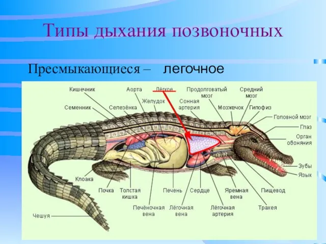 Типы дыхания позвоночных Пресмыкающиеся – легочное