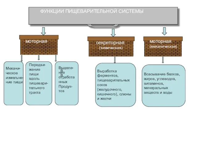 ФУНКЦИИ ПИЩЕВАРИТЕЛЬНОЙ СИСТЕМЫ моторная секреторная (химическая) моторная (механическая) Механи-ческое измельче-ние пищи Передви-жение