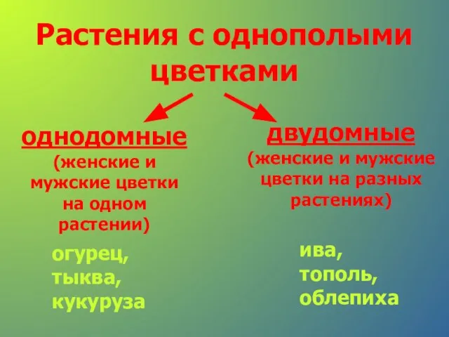 Растения с однополыми цветками однодомные (женские и мужские цветки на одном растении)