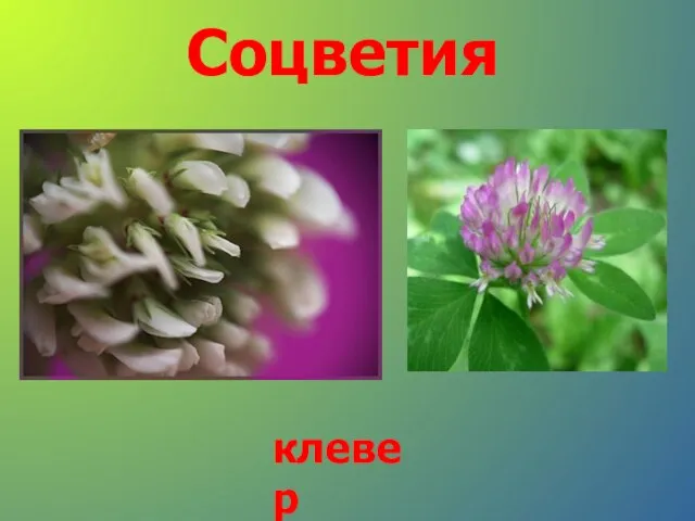 Соцветия клевер