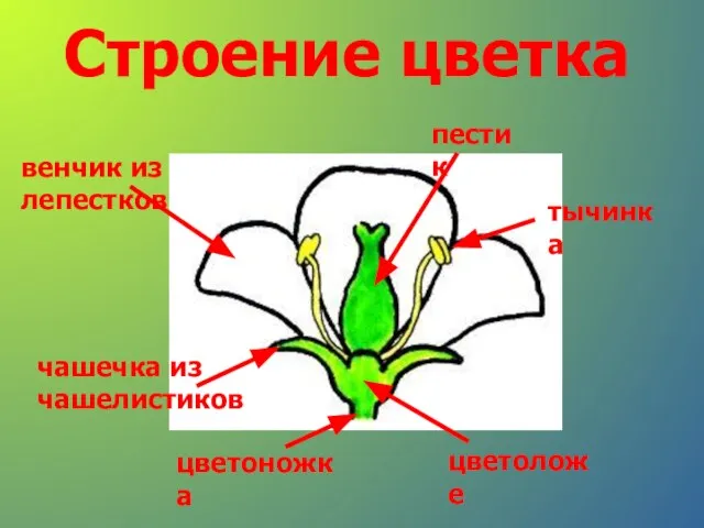 Строение цветка цветоножка цветоложе чашечка из чашелистиков венчик из лепестков пестик тычинка