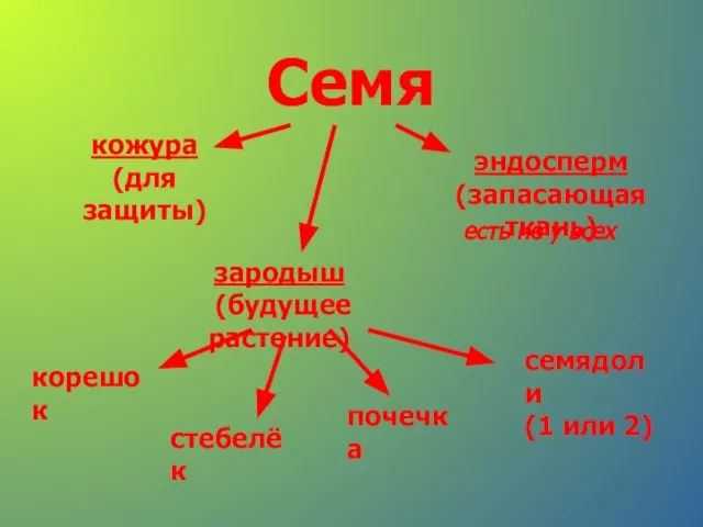 Семя кожура (для защиты) эндосперм (запасающая ткань) зародыш (будущее растение) есть не