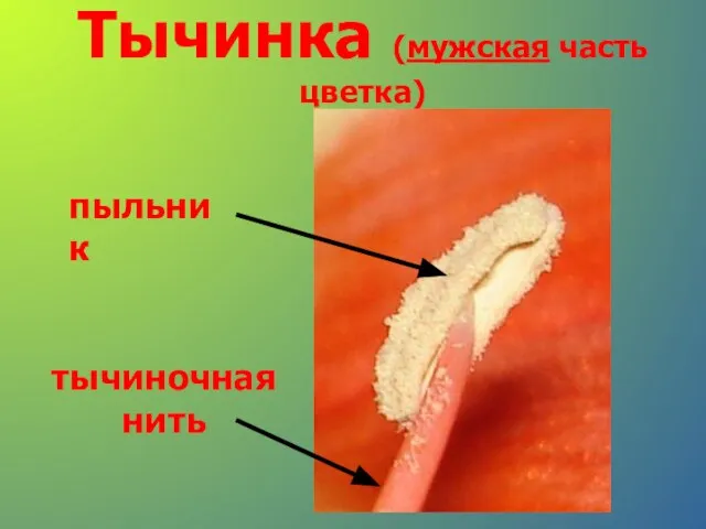 Тычинка (мужская часть цветка) пыльник тычиночная нить