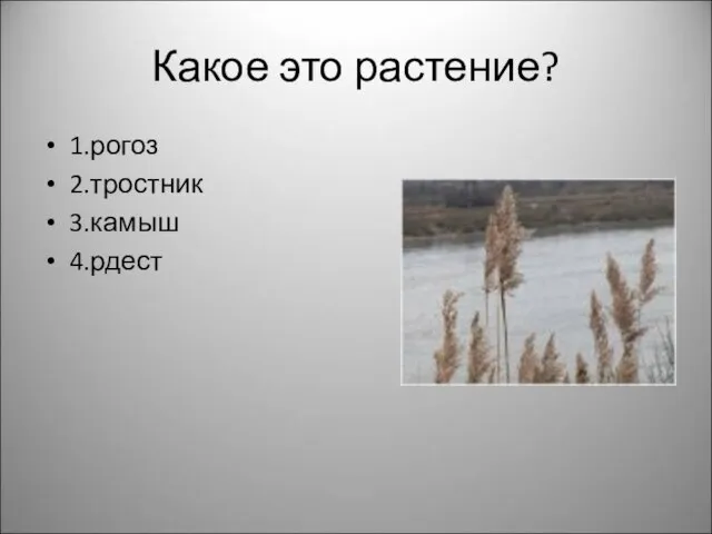 Какое это растение? 1.рогоз 2.тростник 3.камыш 4.рдест