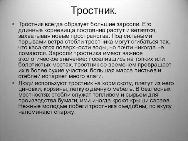 Тростник. Тростник всегда образует большие заросли. Его длинные корневища постоянно растут и