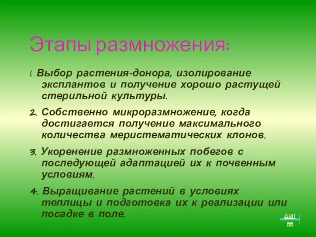 Этапы размножения: 1. Выбор растения-донора, изолирование эксплантов и получение хорошо растущей стерильной