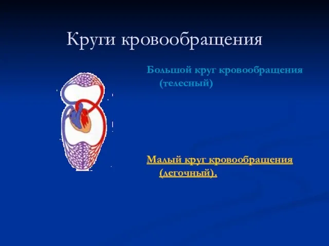 Круги кровообращения Большой круг кровообращения (телесный) Малый круг кровообращения (легочный).