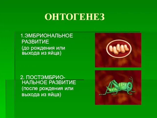 ОНТОГЕНЕЗ 1.ЭМБРИОНАЛЬНОЕ РАЗВИТИЕ (до рождения или выхода из яйца) 2. ПОСТЭМБРИО-НАЛЬНОЕ РАЗВИТИЕ