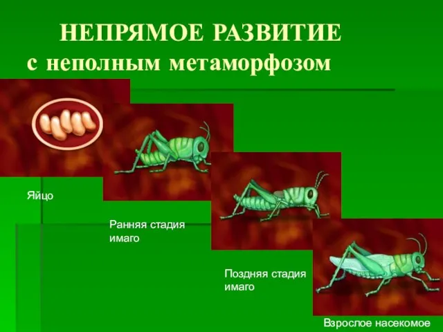 НЕПРЯМОЕ РАЗВИТИЕ с неполным метаморфозом Яйцо Ранняя стадия имаго Поздняя стадия имаго Взрослое насекомое