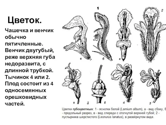 Цветок. Чашечка и венчик обычно пятичленные. Венчик двугубый, реже верхняя губа недоразвита,