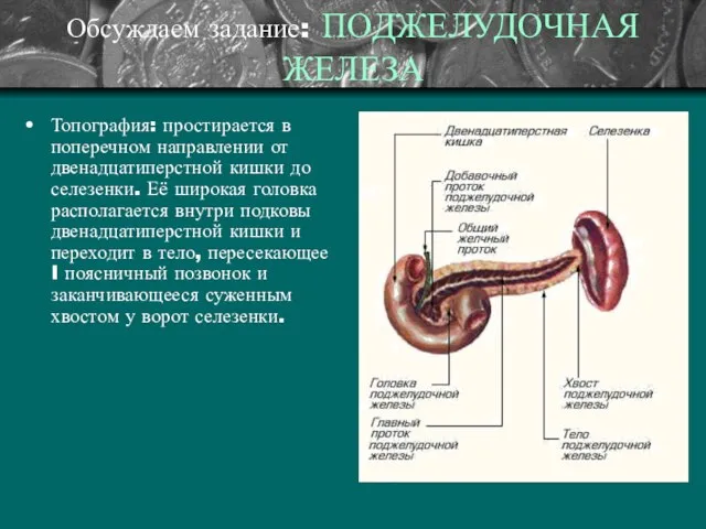 Обсуждаем задание: ПОДЖЕЛУДОЧНАЯ ЖЕЛЕЗА Топография: простирается в поперечном направлении от двенадцатиперстной кишки