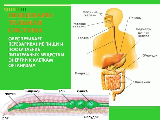 глотка пищевод зоб рот желудок кишка ПИЩЕВАРИ-ТЕЛЬНАЯ СИСТЕМА ОБЕСПЕЧИВАЕТ ПЕРЕВАРИВАНИЕ ПИЩИ И