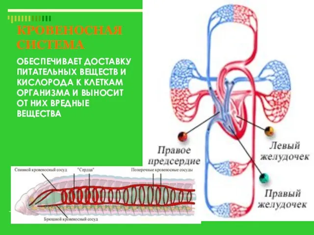 КРОВЕНОСНАЯ СИСТЕМА ОБЕСПЕЧИВАЕТ ДОСТАВКУ ПИТАТЕЛЬНЫХ ВЕЩЕСТВ И КИСЛОРОДА К КЛЕТКАМ ОРГАНИЗМА И