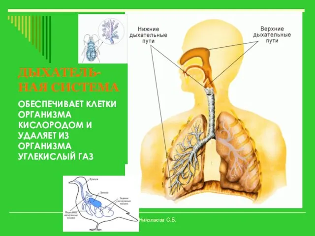 ДЫХАТЕЛЬ-НАЯ СИСТЕМА ОБЕСПЕЧИВАЕТ КЛЕТКИ ОРГАНИЗМА КИСЛОРОДОМ И УДАЛЯЕТ ИЗ ОРГАНИЗМА УГЛЕКИСЛЫЙ ГАЗ Николаева С.Б.