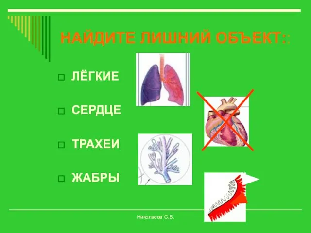 НАЙДИТЕ ЛИШНИЙ ОБЪЕКТ:: ЛЁГКИЕ СЕРДЦЕ ТРАХЕИ ЖАБРЫ Николаева С.Б.