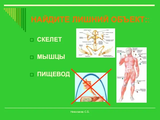 СКЕЛЕТ МЫШЦЫ ПИЩЕВОД НАЙДИТЕ ЛИШНИЙ ОБЪЕКТ:: Николаева С.Б.