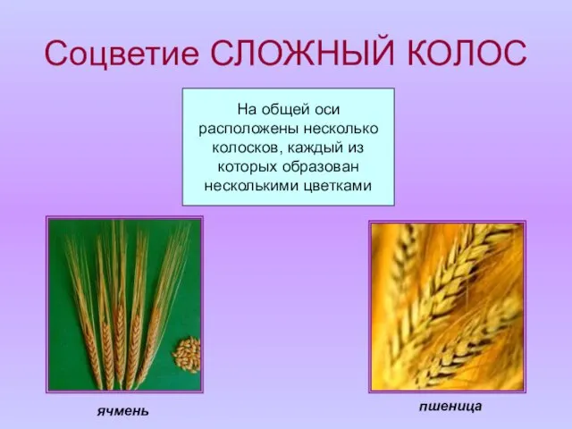 Соцветие СЛОЖНЫЙ КОЛОС На общей оси расположены несколько колосков, каждый из которых