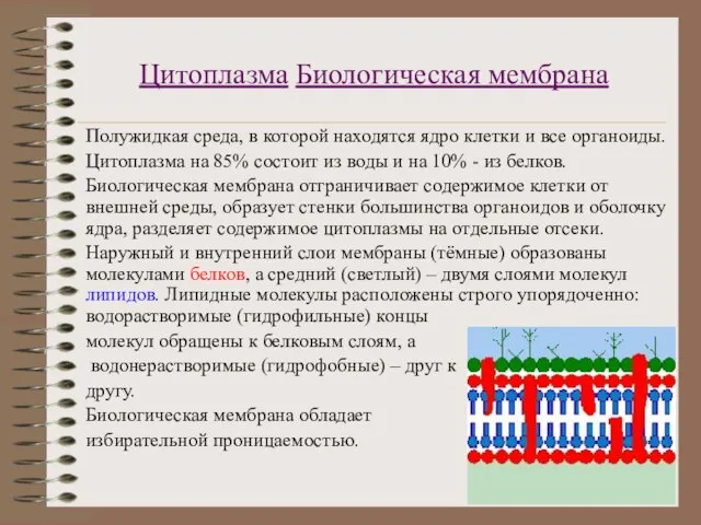 Цитоплазма Биологическая мембрана Полужидкая среда, в которой находятся ядро клетки и все