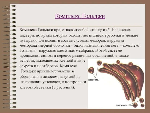 Комплекс Гольджи Комплекс Гольджи представляет собой стопку из 5-10 плоских цистерн, по